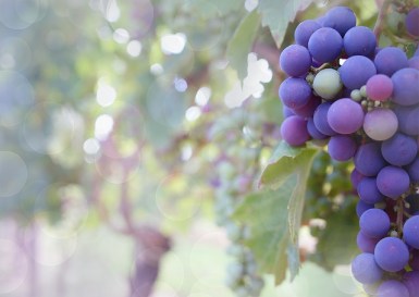 grapes-2180685_640