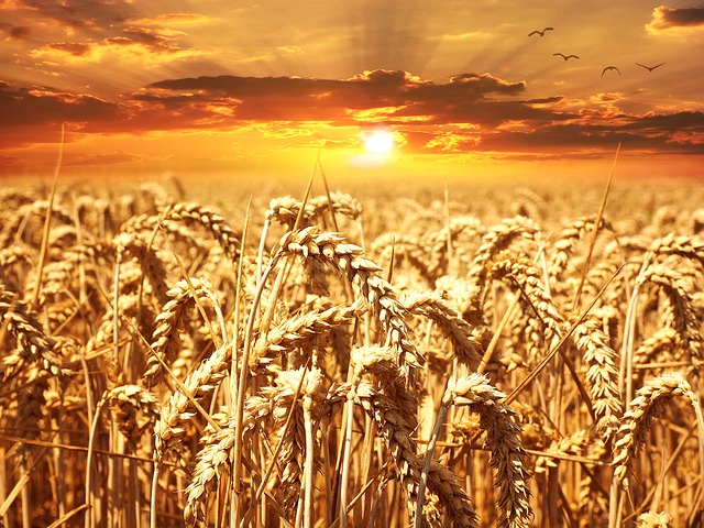 wheat-field-640960_640