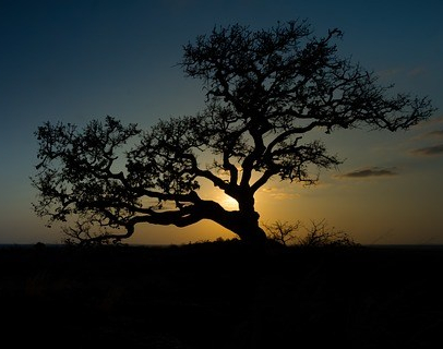 wild-fig-2760515_640