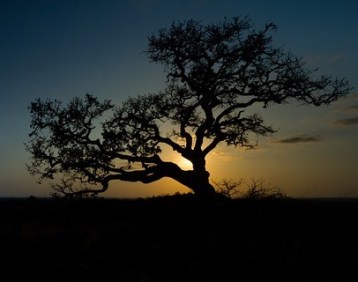 wild-fig-2760515_640