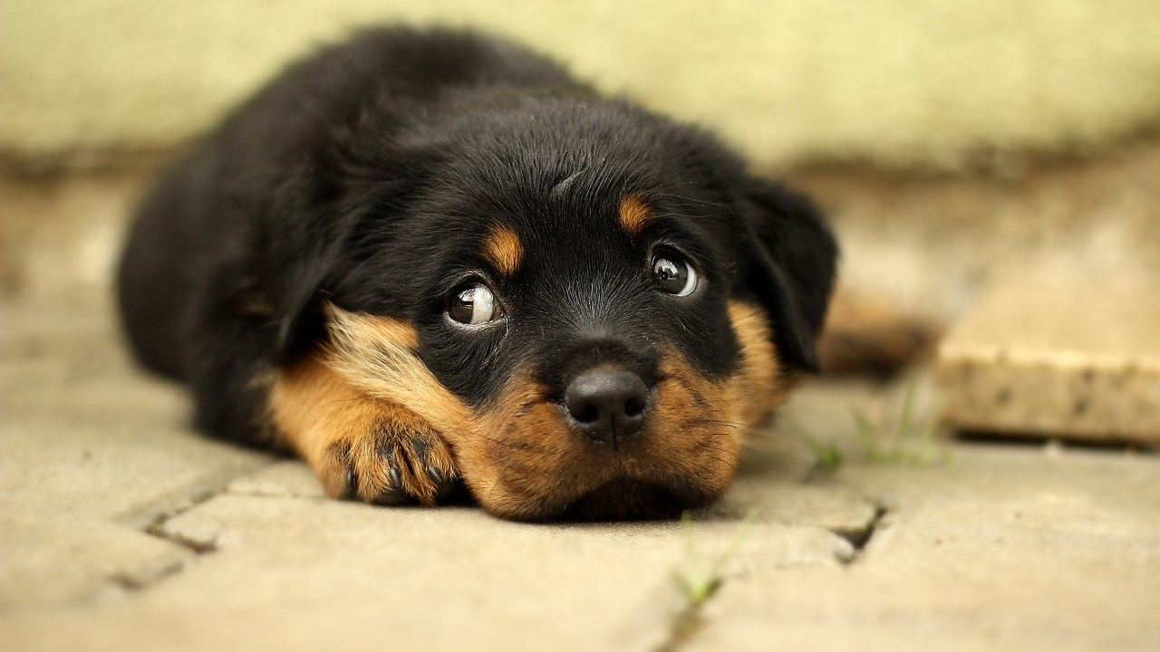 Fed to the Dogs: Wednesday of the 18th Week in Ordinary Time