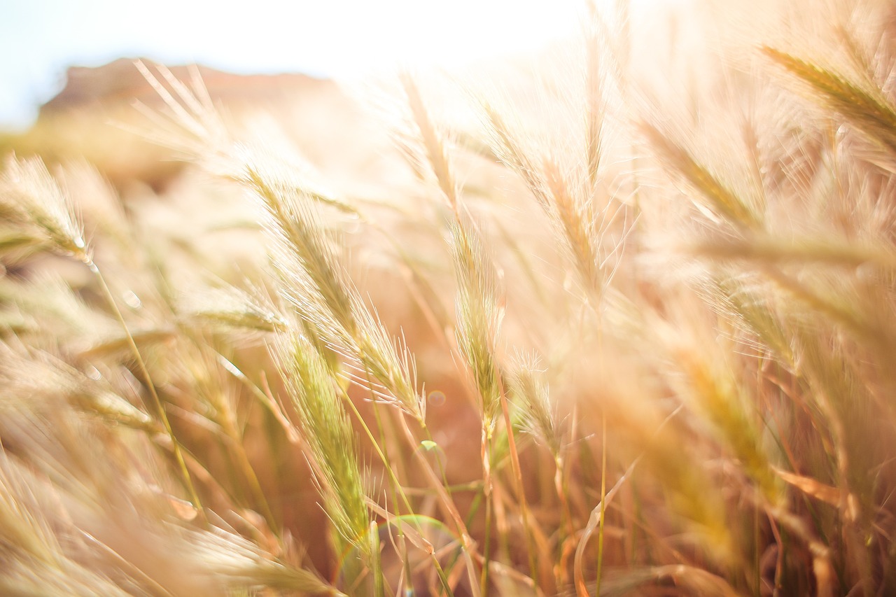 The Harvest is Coming