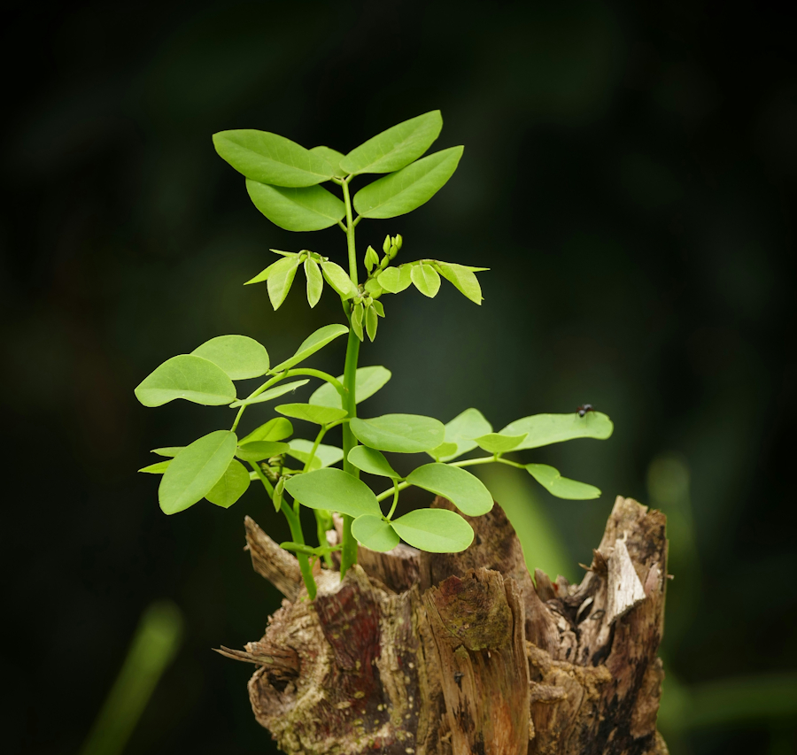 The Shoot and the&nbsp;Fruit