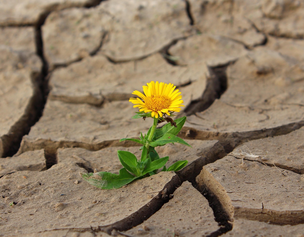 To Bloom Once Again